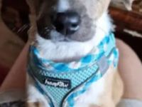 Verkaufe Jackrasselmixrüden