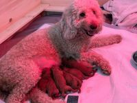 Mini Goldendoodle f1bb apricot/apricot red