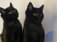 🐾 Wunderschöne BKH-Kitten abzugeben