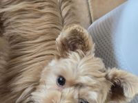 Wunderschöner ocean-pearl Yorkshire Terrier, Finja, Stammbaum, 1950 €