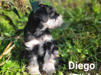 Mit Herz gezüchtet: Nur noch 3 Zwergschnauzer-Welpen suchen ab dem 09. November liebevolle Familien.