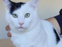 Abelino sucht ein liebevolles Zuhause mit Katzenkumpels