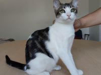 Die süße Potosi möchte gern mit Freund Abelino bei netten Leuten einziehen