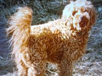 Super süsse Kuschelzwerge, 2Mädels 3J.