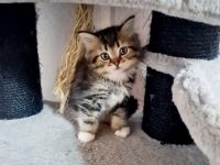 Süße Waldkatzen Mix Kitten