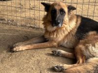 Rexy – eine treue Schäferhündin