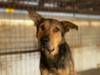 Schäferhund-Mix Bazi sucht dringend ein ruhiges Zuhause zum Ankommen