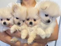Wunderschöne Pomeranian Zwergspitz Welpen