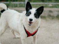 Patty: Ein Herz auf vier Pfoten voller Lebensfreude