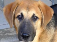 Kiwi 3, Grape, Pomegranate und Pineapple / Mischlinge