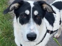 Aury, geb. ca. 12/2024, lebt auf einer Pflegestelle in 33142 Bürren-Wewelsburg