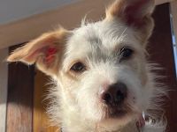 Frex, geb. ca. 07/2022, lebt auf einer Pflegestelle in 79650 Schopfheim