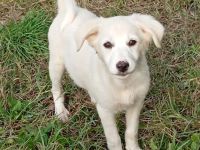 Welpe Erina / weiblich / derzeit noch in Griechenland / vorgemerkt