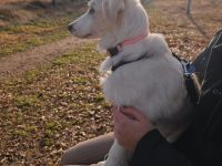 Welpe Erina / weiblich / derzeit in 56727 Mayen / Rheinland-Pfalz / vorgemerkt