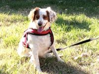 Emma eine Bretonische Spaniel Hündin