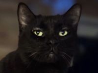 Happy, lieber, ruhiger Katzenherr sucht geduldige Menschen in einem ruhigen Zuhause