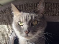 Hazy, freundliche, neugierige Katze, die  - gerne mit Happy - ein neues Zuhause sucht