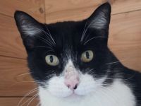 Mino, ruhiger, zurückhaltender Kater sucht ein ruhiges und liebevolles Zuhause