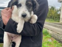 Hundekind POLINA sucht ihre Menschen