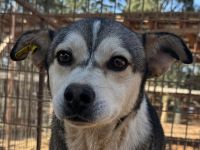 Bobo, in wahrer Schatz auf vier Pfoten möchte sein Herz verschenken, 2 Jahre, 47 cm