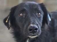 Maurillio, zurückhaltender Rüde, der ein ruhiges, liebevolles Zuhause verdient hat, 6 Jahre, 55 cm