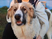 Wunderschöne, liebe Junghündin YUNA möchte ankommen