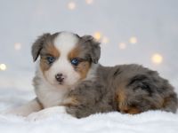 Miniature Australian Shepherd  Mini Aussie Welpen