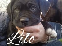 Carne corso Presa Canario