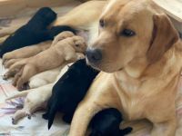 Labradorwelpen "von der Mühle"