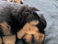 Rottweiler Welpen