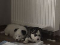 Husky-Mix Welpen 4 von 6 Übrig