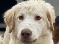 Balda, geb. ca. 02/2025, lebt auf einer Pflegestelle in 26826 Weener