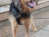 Yasko, geb. ca. 11/2022, lebt auf einer Pflegestelle in 44649 Herne