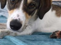 Adam auf Pflegestelle in 03048 Cottbus sucht sein Für-immer-Zuhause