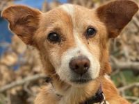 Opi, geb. ca. 10/2015, lebt auf einer Pflegestelle in 54647 Dudeldorf