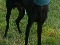 Deckrüden italienisches Windspiel