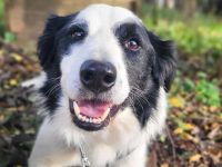 Oreo in 19406 Hohen Pritz sucht sein Für-immer-Zuhause