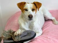 Levi in 10623 Berlin sucht sein Für-immer-Zuhause