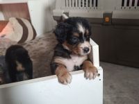 Berner Sheperds v. Lindenhof (Hybridhunderasse)