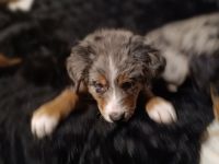 Berner Sheperds v. Lindenhof (Hybridhunderasse)