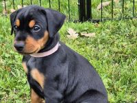 Deutscher Pinscher – Einziger Wurf in Slowenien (Zuchtstätte VOM DRAUHOF)
