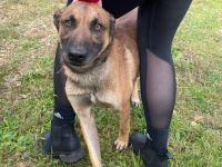 Einzelprinz Sjel sucht aktives Zuhause