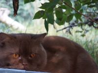 BKH Deckkater Cinnamon Odd Eye träger