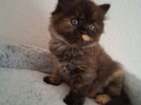 Perserkitten mix Akiza