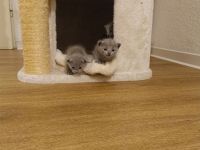Zauberhafte Russisch Blau Kitten mit Stammbaum - liebevoll aufgezogen aus Hobbyzucht