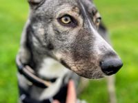 Archie (1,5 Jahre) sucht schönes Zuhause