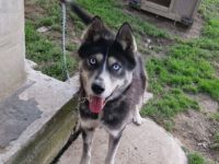 Mayas blaue Augen suchen dich