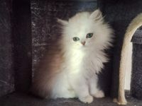 Britisch langhaar und kurzhaar