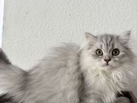 Wunderschöne Britisch Langhaar Katzen suchen ein liebevolles Zuhause