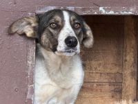 Zuhause gesucht für Kiwi